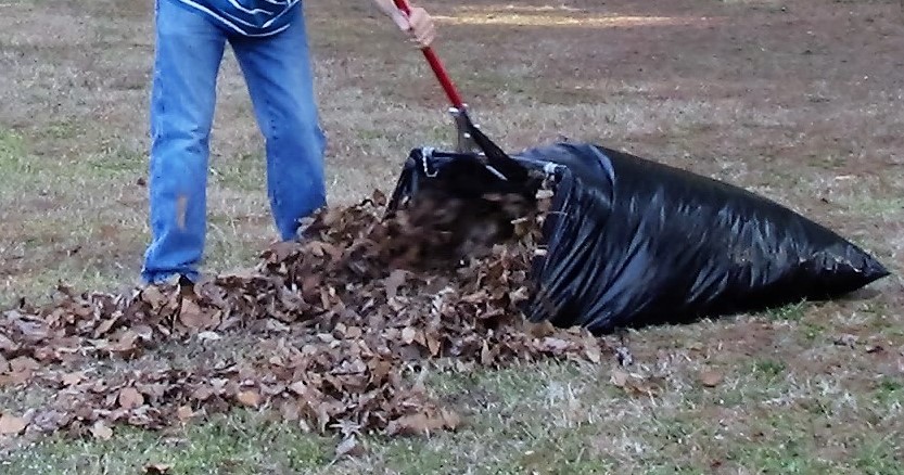 Bigmouth bagger rake leaves